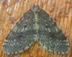 Operophtera occidentalis