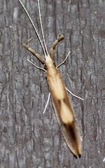 Triaenodes marginatus