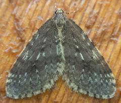 Operophtera occidentalis