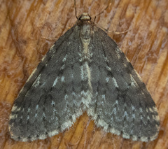 Operophtera occidentalis