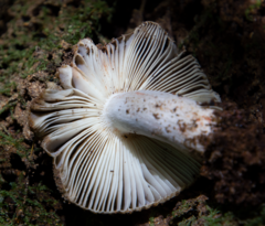 Russula vinaceocuticulata