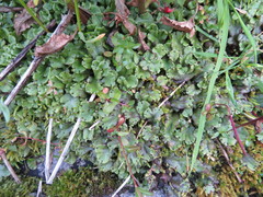 Marchantia polymorpha montivagans