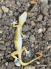 Gekko remotus
