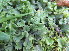 Marchantia polymorpha montivagans