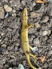 Gekko remotus