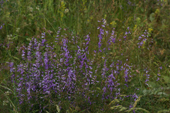 Vicia tenuifolia