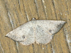 Taxeotis intermixtaria