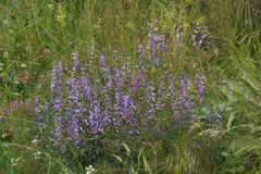 Vicia tenuifolia