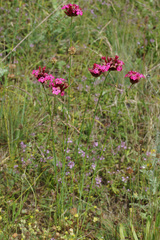 Dianthus cruentus