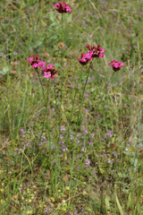 Dianthus cruentus