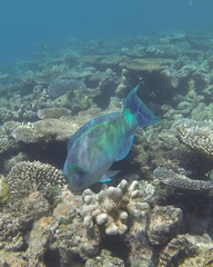 Chlorurus strongylocephalus