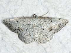 Taxeotis intextata