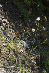 Scabiosa triniifolia