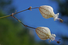 Silene fabarioides