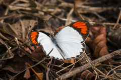 Colotis euippe euippe