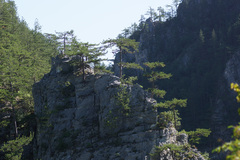 Pinus nigra pallasiana