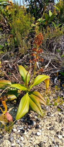 Nepenthes image