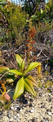 Nepenthes madagascariensis image
