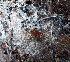 Loxosceles yucatana