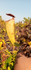 Nepenthes madagascariensis image