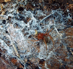 Loxosceles yucatana