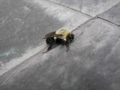 Bombus impatiens