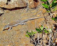 Callopistes maculatus