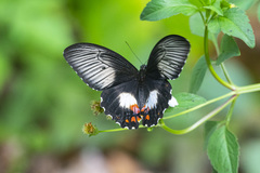 Papilio ambrax