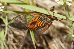 Cicadetta montana macedonica