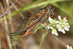 Cicadetta montana macedonica