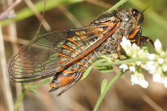 Cicadetta montana macedonica