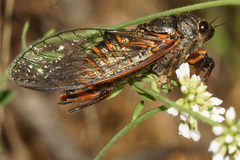 Cicadetta montana macedonica