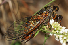 Cicadetta montana macedonica