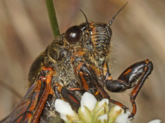 Cicadetta montana macedonica