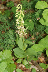 Epipactis