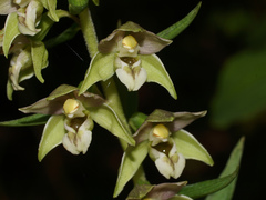Epipactis