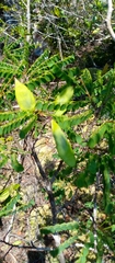 Dalbergia pseudomaritima