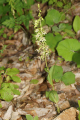 Epipactis