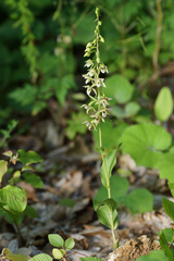 Epipactis