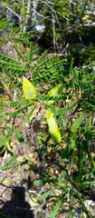 Dalbergia pseudomaritima