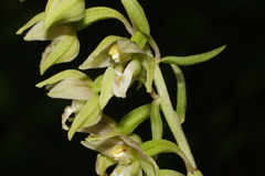 Epipactis