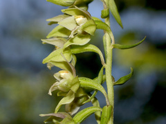 Epipactis
