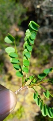 Dalbergia pseudomaritima