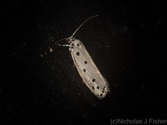 Ethmia heptasema