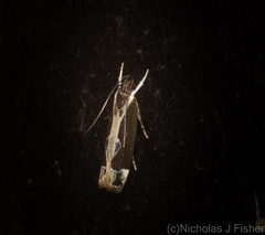 Chaliniastis astrapaea