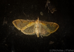 Cotachena aluensis