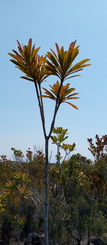 Vernoniopsis image
