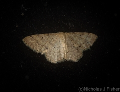 Idaea pilosata