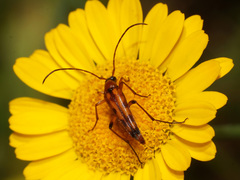 Stenurella septempunctata
