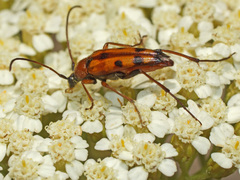 Stenurella septempunctata